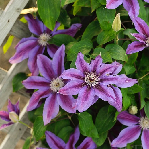 Clematis 'Fireworks' (Early Large-Flowered Clematis)