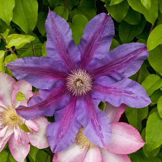 Clematis 'Fireworks' (Early Large-Flowered Clematis)