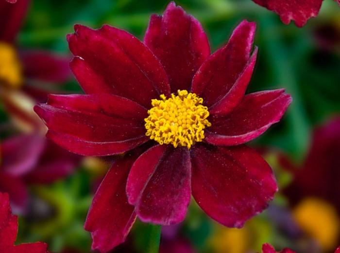 Coreopsis Mercury Rising Tickseed