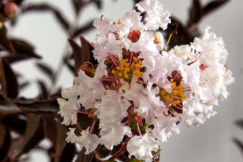 Lagerstroemia 'Delta Moonlight' (Crape Myrtle)