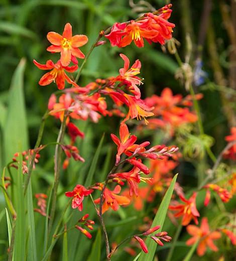 Crocosmia x crocosmiiflora 'Carmin Brilliant'