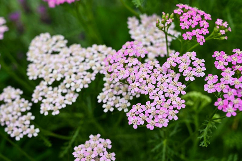 Image of Oertel's Rose Yarrow plant