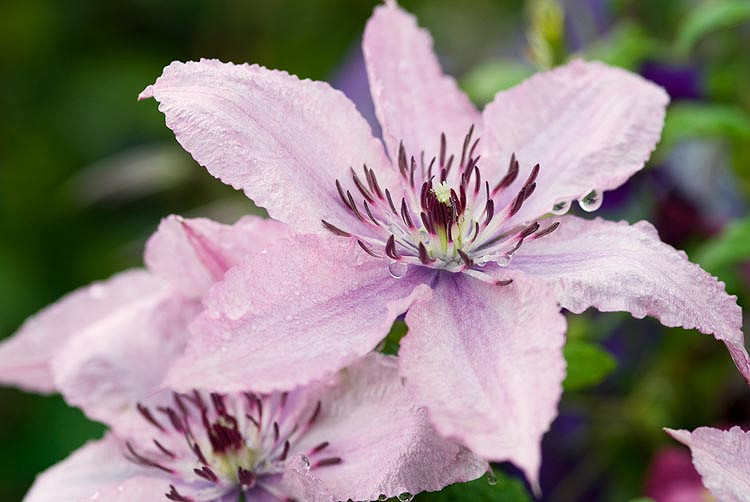 Clematis 'Hagley (Late Large-Flowered