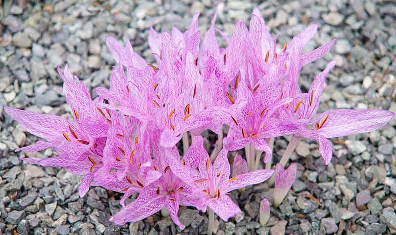 autumn crocus colchicine