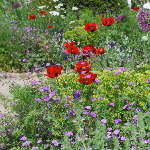 Papaver commutatum 'Ladybird' (Poppy)