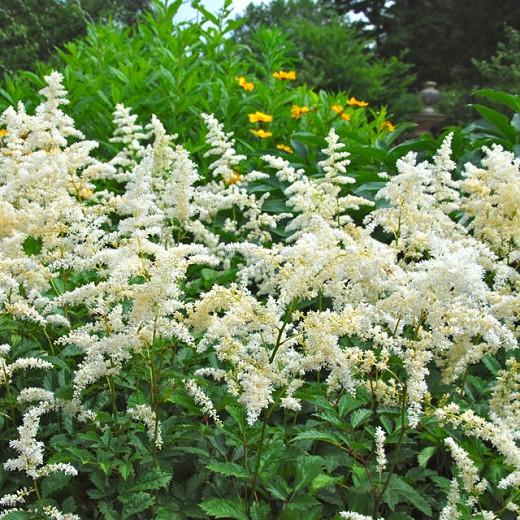 Astilbe Snowdrift Arendsii Hybrid