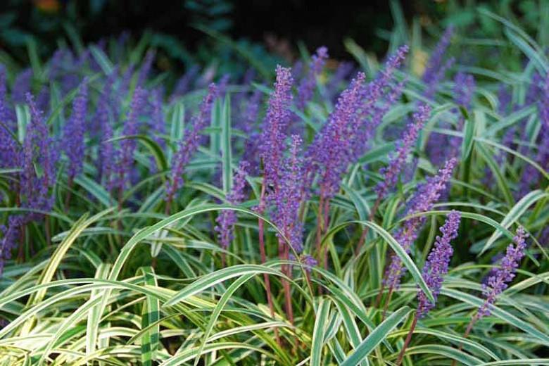 Liriope Muscari Variegata Variegated Lily Turf