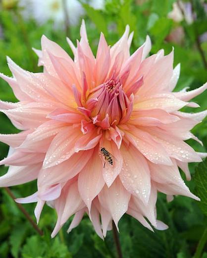 Dahlia Surprise