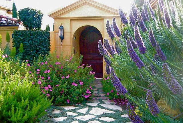 Echium Candicans Pride Of Madeira