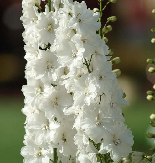 Image of Delphinium white flower