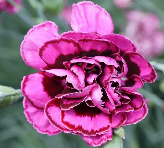 Dianthus Plumarius Laced Monach Pink