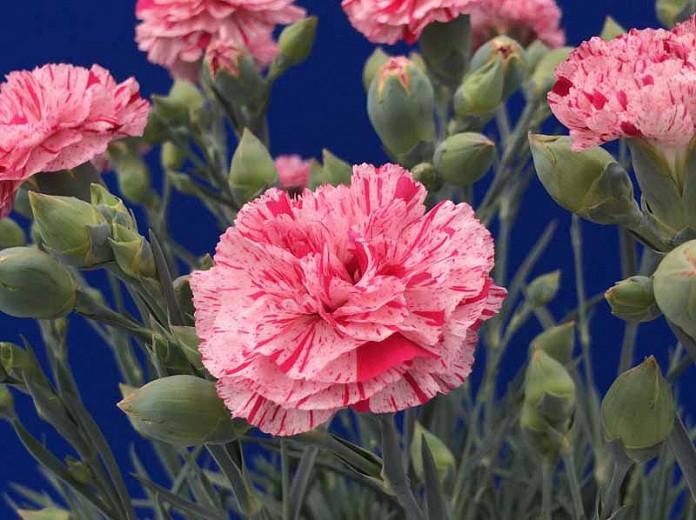 Dianthus Pinball Wizard Pink