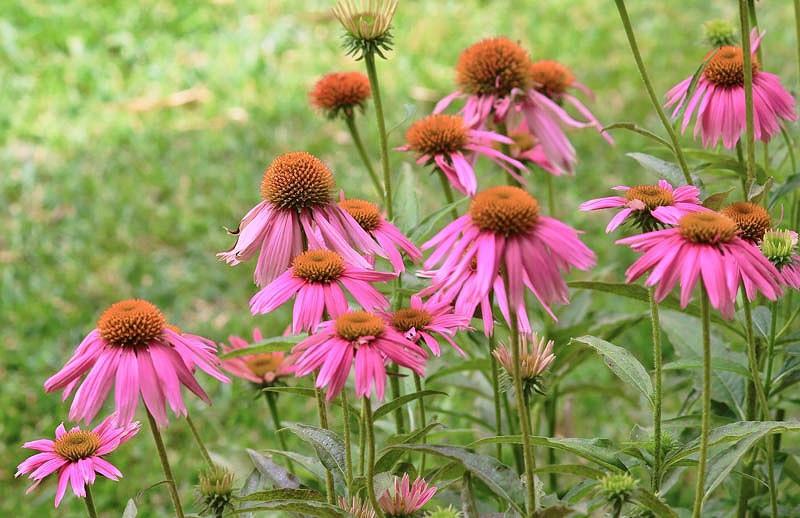 Echinacea Purpurea Kim S Knee High Coneflower