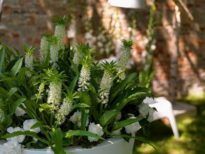 Eucomis Autumnalis Pineapple Lily