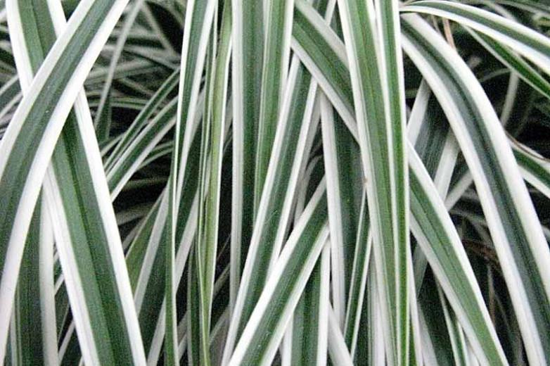 Carex oshimensis everest