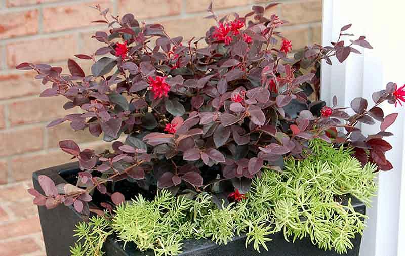 Loropetalum ever red