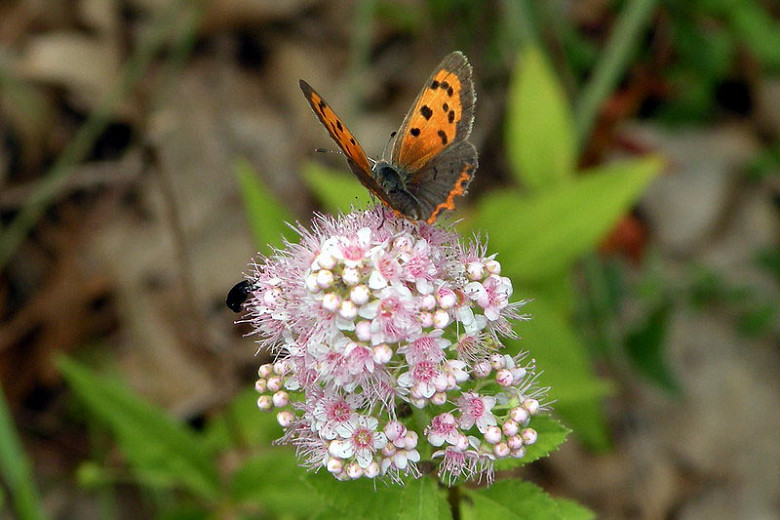 Image of White meadowsweet plant with butterflies and bees