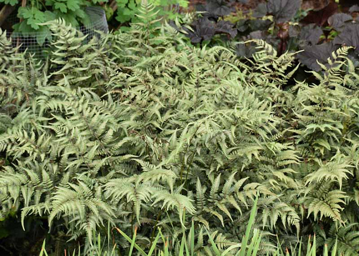 Athyrium niponicum 'Godzilla' (Japanese Painted Fern)