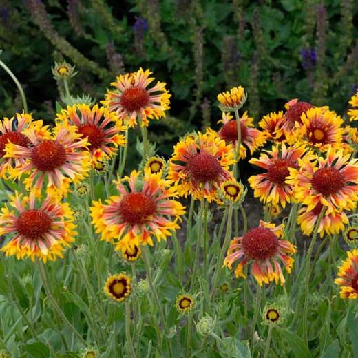 gaillardia height