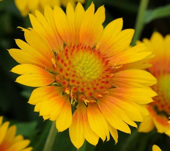 mesa bicolor blanket flower