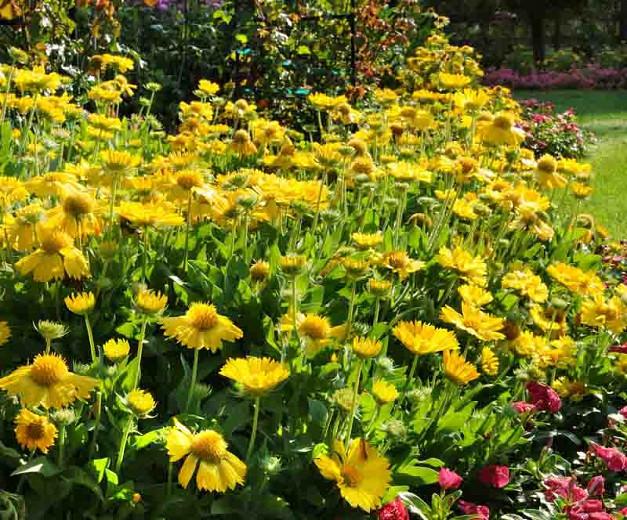 mesa bicolor blanket flower