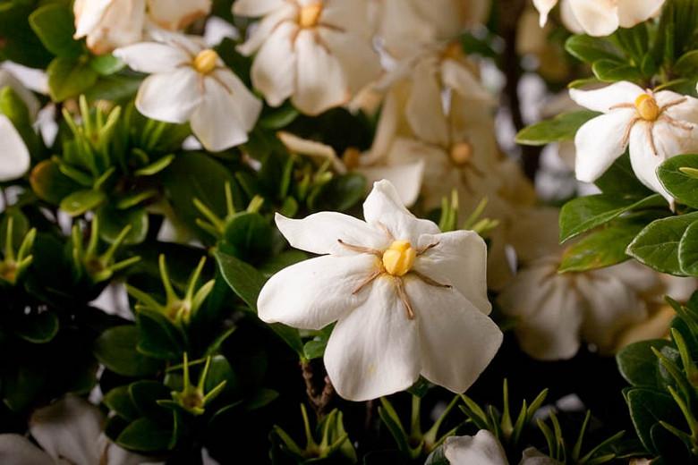 cape jasmine perfume