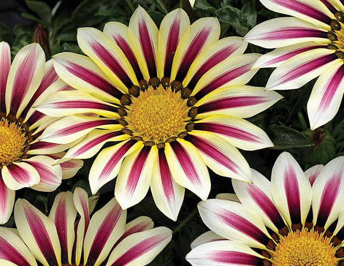 Gazania 'Big Kiss White Flame' (Treasure Flower)