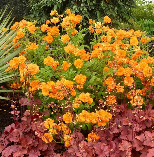 Geum Fire Storm Avens