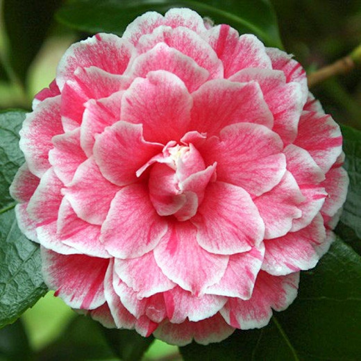 Camellia japonica 'Herme'