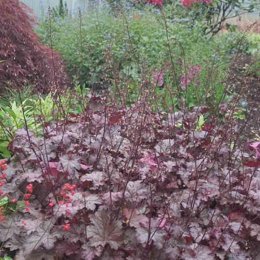 coral bells care