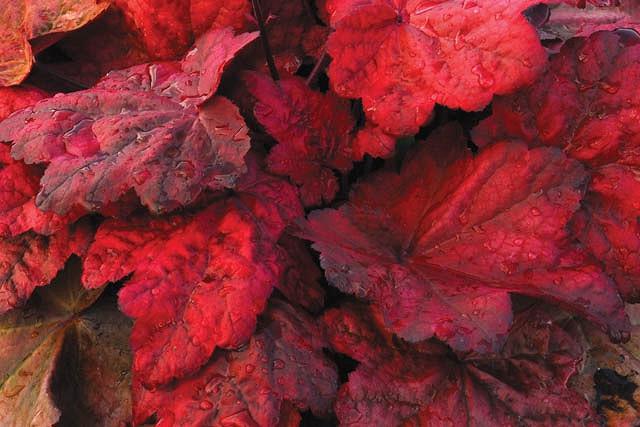 Heuchera Autumn Leaves Coral Bells