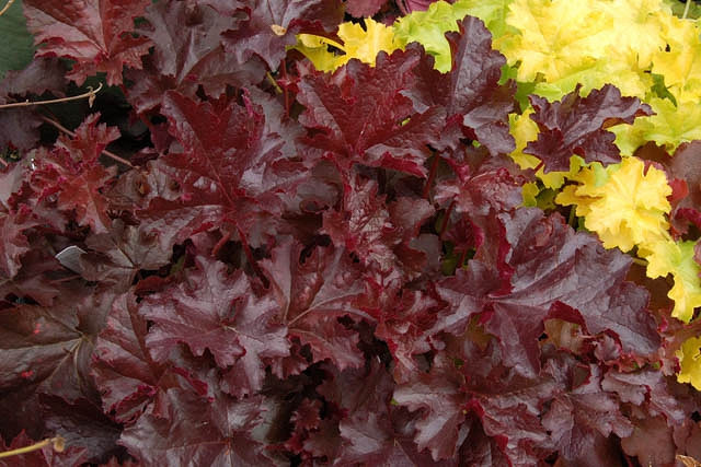 Image of Heuchera 'Chocolate Ruffles' plant