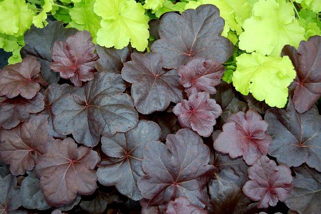 are coral bells toxic to dogs