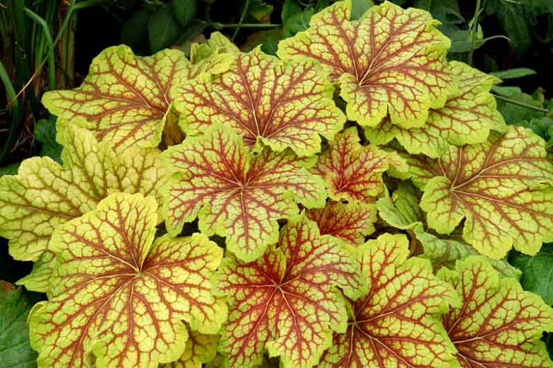 Heuchera 'Red Lightning' (Coral Bells)