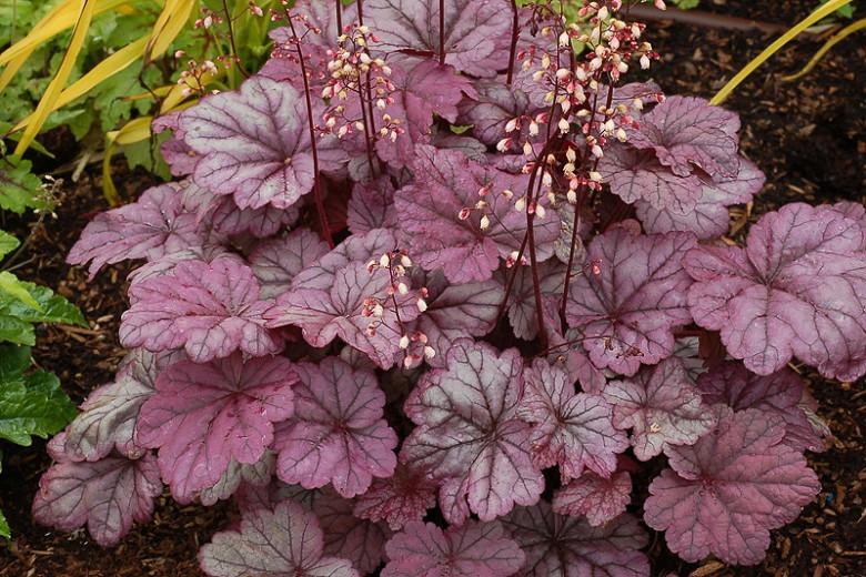 coral bells care