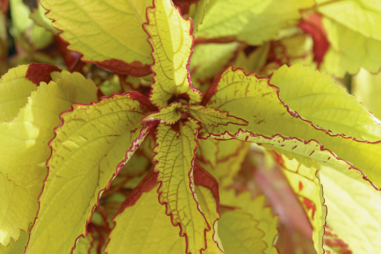 Image of Coleus pineapple sage companion plants