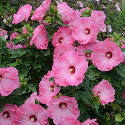 Hibiscus 'Airbrush Effect' (Rose Mallow)