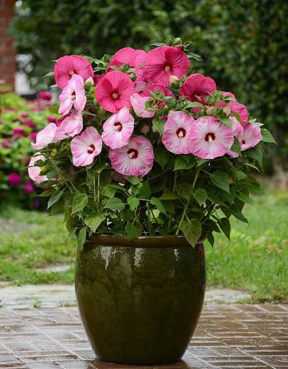 Hibiscus Moscheutos Luna Pink Swirl Hardy Hibiscus