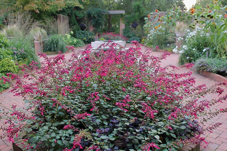 Salvia Skyscraper Pink Scarlet Sage