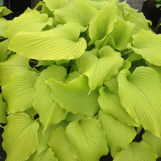 Hosta 'Dancing Queen' (Plantain Lily)