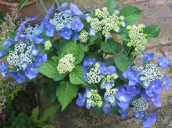 Image of Hydrangea Zorro leaves