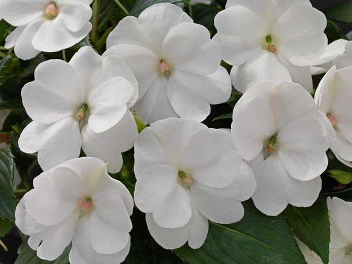 Impatiens Sunpatiens Compact White