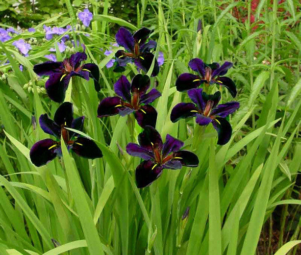 Louisiana Irises - Iris giganticaerulea