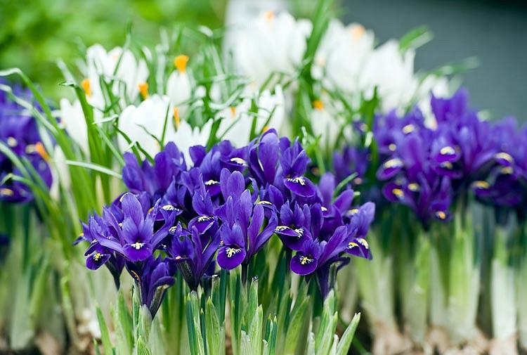 Iris Pixie Dwarf Iris