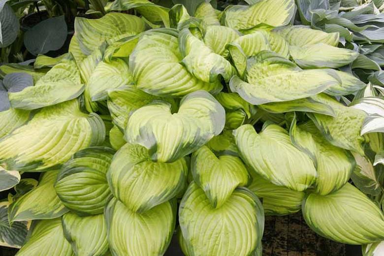 Hosta Stained Glass Plantain Lily