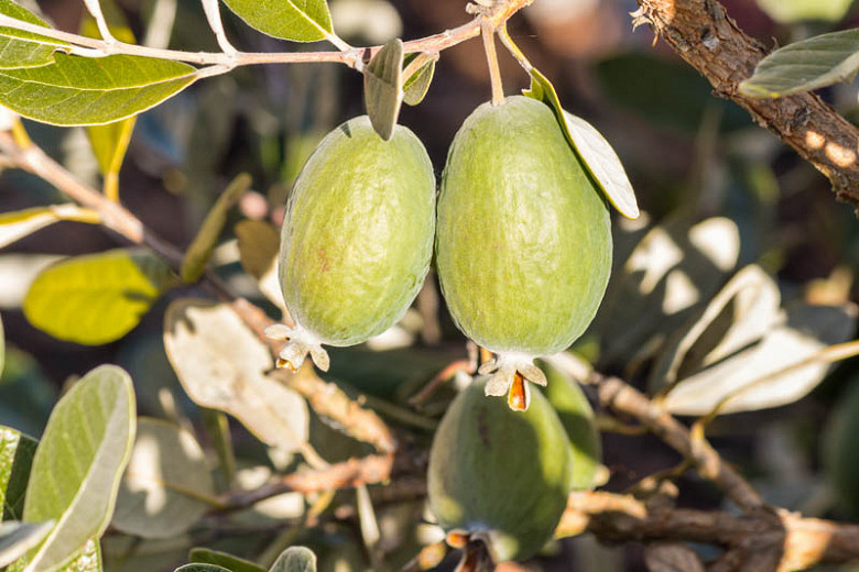 feijoa sellowiana