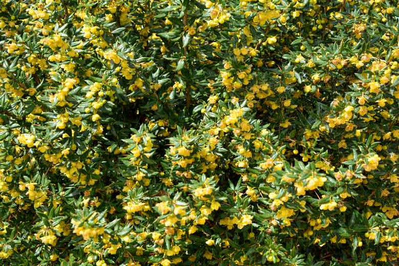 Image of Berberis verruculosa shrub