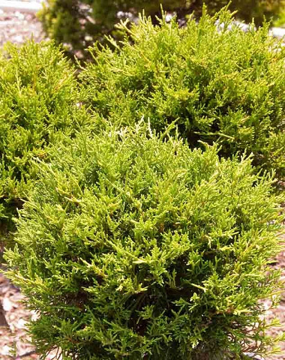 Juniperus rigida subsp. conferta 'All Gold' (Shore Juniper)