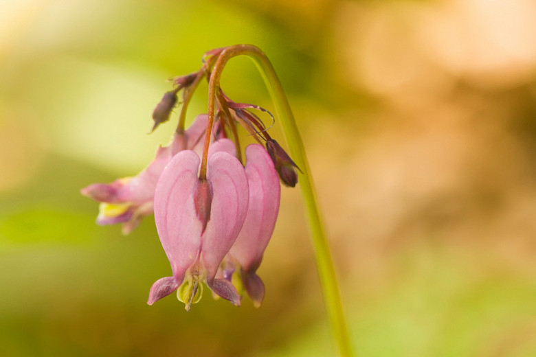 are bleeding heart plants toxic to dogs