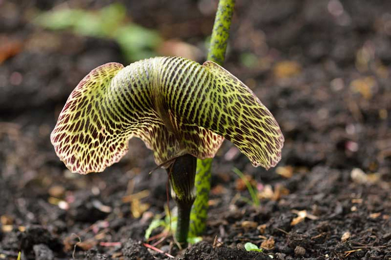 Arisaema griffithii (Griffith's Cobra Lily)